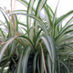 Photo: AP (For all you curious millennials reading this, it is a “spider plant.”)